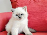 British Blue Point Yavruları