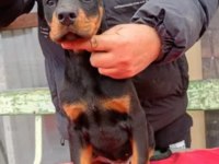 King boy doberman yavrular