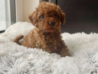 Irkının Güzeli Toy Poodle