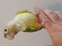 Konur papağanı bebeklerimiz