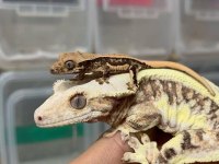 UYSAL VE SAGLIKLI CRESTED GECKOLAR