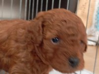 Erkek minyatür poodle