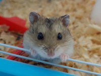 Son yavru gonzales hamster