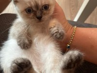 Ev ortamından yavrular british shorthair