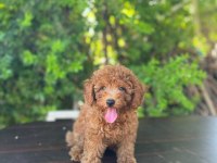 Dişi Poodle 4,5 kiloyu geçmez bu rakama bulamazsınız