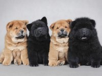 SON KALAN SİYAH CHOW CHOW YAVRUMUZ
