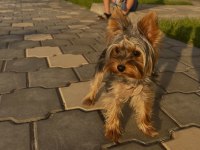Yorkshire Terrier Çok Sevecen Eğitimli