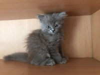 British longhair toplu ve ya tekli
