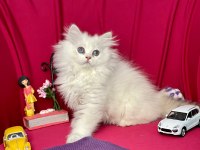 British Longhair