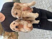 Maltipoo yavru