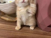 Yeni Yuvasını Aramakta Minnik British Shorthair