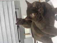 British shorthair çikolata erkek bebek