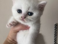 Son dişi british shorthair top kafa yavru