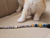 British longhair kaliteli yavrular