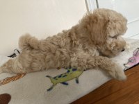 Anne altından poodle yavrular