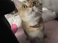 3 yaşında erkek british shorthair golden