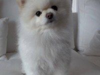 Pomeranian Oğluma yuva arıyorum