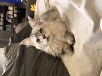 Xxl şampiyon baba maine coon yavruları