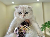 Muhteşem safkan british shorthair çocuklar