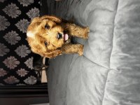 A kalite çok sağlıklı maltipoo