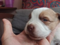 Saint Bernard, Çiftlik yada petshop değiliz