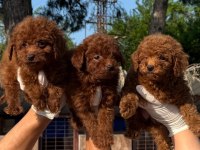 Toy poodle yavrularımız