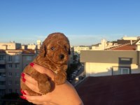 Ev Üretimi Toy Poodle Yavrularımız