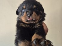 A kalite rottweiler koca kafa yavrular