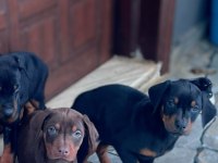 2 AYLIK SAF DOBERMANLAR KIZIL SİYAH