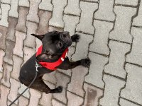 2 yaşında french bulldog doğum yapmadı karneli