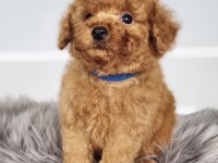 Toy Poodle Köpekleri