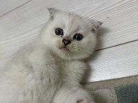 Top Kafa Scottish Fold