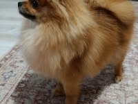 Micro baby face gülen yüz pomeranian