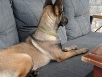 Belçika malinois 4 aylık dişi