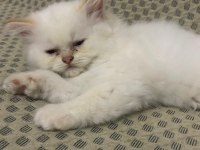 British Red Point yavrular