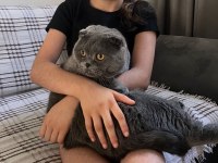 Uysal erkek scottish fold