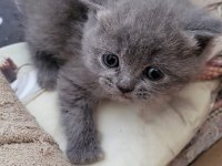 Scottish shorthair bebekler