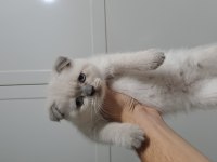 Scottish Fold Oyuncu Yavrular
