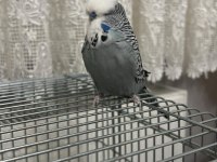 Ele alışkın şov erkek ele yarı alışkın jumbo erkek muhabbet
