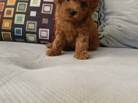 İzmirde Kore Poodle Yavru