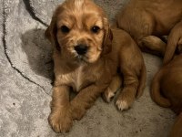 BABY FACE AMERİCAN COCKER YAVRULARIMIZ