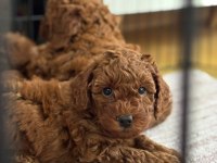 Son kalan poodle yavruları hemen teslim 40 günlükler
