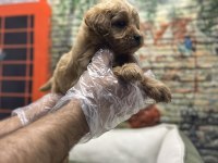 Maltipoo Red Erkek Yavrumuz @petclubadanaa