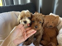 Maltipoo Yavruları