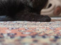 Çikolata dondurma british shorthair