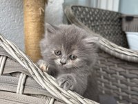British longhair - British shorthair