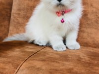 2 aylık blue point british shorthair