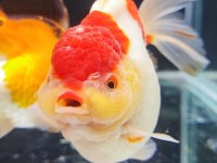 Gayet sağlıklı boy boy oranda altınbaş balıklar