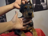 Hedefinizde kaliteli doberman varsa bekleriz
