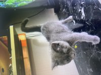 British shorthair yavru kediler
